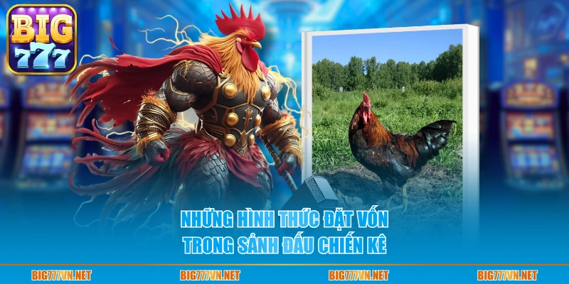 Những hình thức đặt vốn trong sảnh đấu chiến kê 